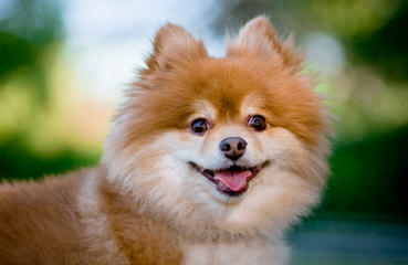 Pomeranian & American Eskimo Dogs - Dog Breeders