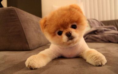 Chelanes Pomeranians - Dog and Puppy Pictures