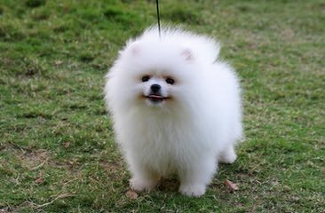 Cr Pomeranians - Dog Breeders