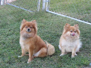 Cr Pomeranians - Dog Breeders