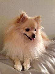 Alaska Pomeranians - Dog and Puppy Pictures