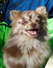 Fancy White Tea-Cup Pomeranian Babies Available Now - Dog Breeders