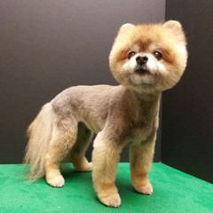 Poofypoochies Pomeranians - Dog Breeders