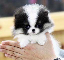 Cutest pups kennel - Dog Breeders