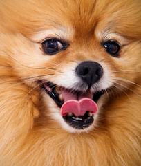 Beautiful Cream/Sable Male Pomeranian Dog - Dog and Puppy Pictures