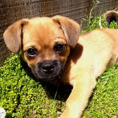 Apricot Pomeranian Boy 8Wks - Dog Breeders