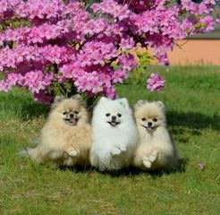 Stunning Pomeranians - Dog Breeders