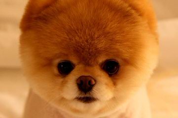 Pomeranians - Dog and Puppy Pictures