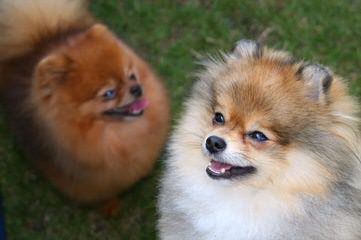 Mini Teacup Pomeranian Puppies For Sale - Dog Breeders