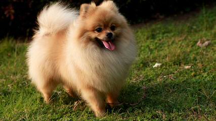 Golden Pomeranian Puppies - Dog Breeders