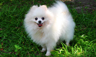 Pomeranian Puppies - Dog Breeders