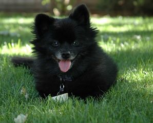 Eden Pomeranians – Specializing In Pet, Show And Breeding Quality Akc Pups - Dog Breeders