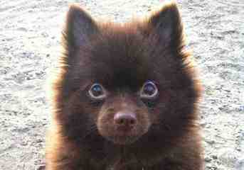 Stunning Pomeranians - Dog Breeders