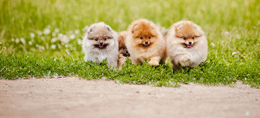 Baby Bear Pomeranian’s & Pekingese - Dog Breeders