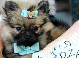 PeeWee’s Pups Pomeranian - Dog Breeders