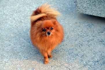 Campbell’s Pomeranians - Dog Breeders