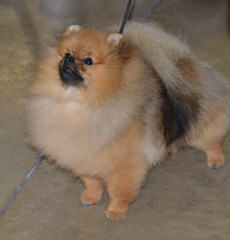 2 Male Pomchi Pomeranian Puppies - Dog and Puppy Pictures