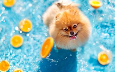 Chelanes Pomeranians - Dog and Puppy Pictures