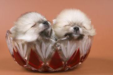 Rose Dollhouse Poms - Dog and Puppy Pictures