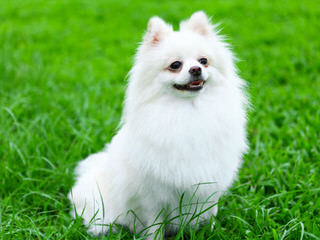 Akc Pomeranians-Huge Sale - Dog and Puppy Pictures