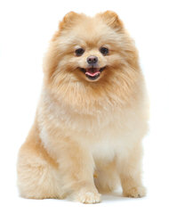 Eskapoo/Pomeranians For Sale - Dog Breeders