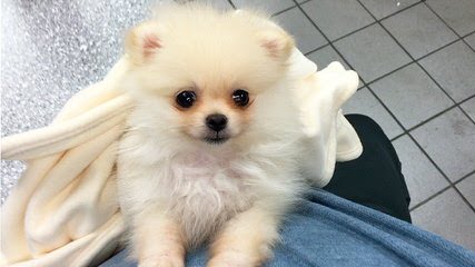 Stunning Pomeranians - Dog and Puppy Pictures