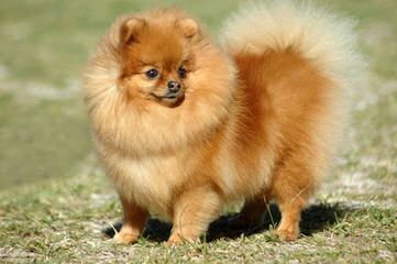 Chelanes Pomeranians - Dog Breeders