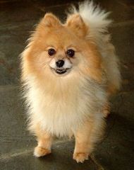 PeeWee’s Pups Pomeranian - Dog Breeders