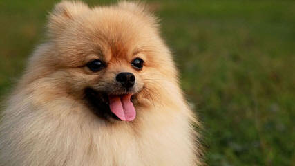 Pomeranian Puppies - Dog Breeders