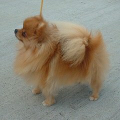 Cr Pomeranians - Dog and Puppy Pictures