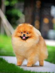 Pomeranian Puppies – We Ship – Akc/Ckc/Api - Dog Breeders