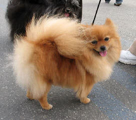 Poofypoochies Pomeranians - Dog and Puppy Pictures