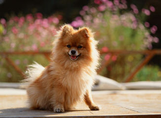 PeeWee’s Pups Pomeranian - Dog Breeders