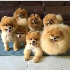 Pomeranians - Dog Breeders