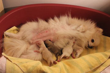 Akc Pom Puppies, 12 Weeks Old - Dog Breeders