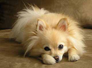 Pomeranian Puppies - Dog Breeders