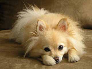 Eskapoo/Pomeranians For Sale - Dog Breeders