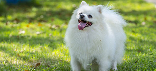 Stunning Pomeranians - Dog Breeders