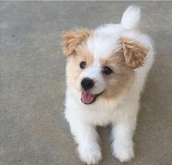 Akc Pom Puppies, 12 Weeks Old - Dog Breeders