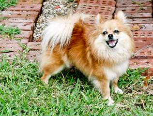 Eden Pomeranians – Specializing In Pet, Show And Breeding Quality Akc Pups - Dog Breeders