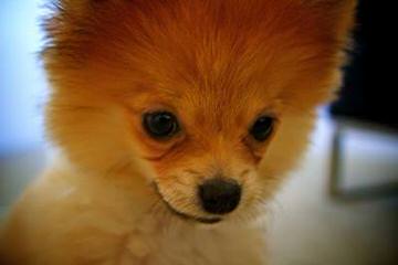 Chelanes Pomeranians - Dog Breeders