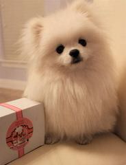 Baby Bear Pomeranian’s & Pekingese - Dog Breeders