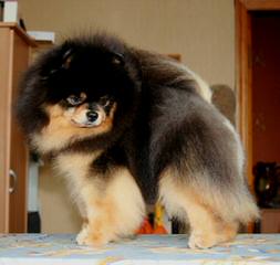 Beautiful Cream/Sable Male Pomeranian Dog - Dog and Puppy Pictures