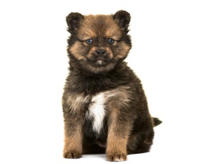 Krissy Pom - Dog and Puppy Pictures