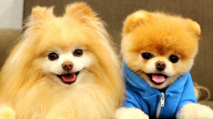 Akc Champion Pomeranian Stud Servive - Dog Breeders