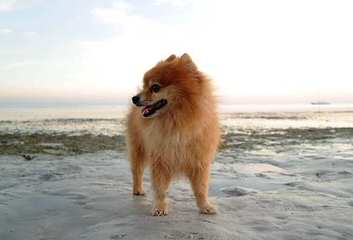 Female Pomeranian Looking For Male Pomeranian - Dog Breeders