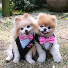 Akc Champion Pomeranian Stud Servive - Dog and Puppy Pictures