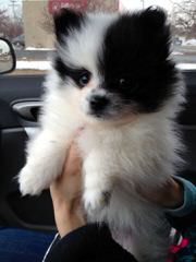 Alaska Pomeranians - Dog Breeders