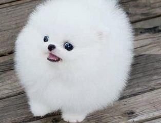 Pomeranian Puppies - Dog and Puppy Pictures