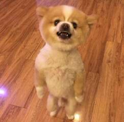 Female Pomeranian Looking For Male Pomeranian - Dog Breeders